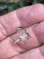 Wedelia hispida