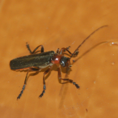 Cantharidae