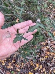 Wedelia hispida