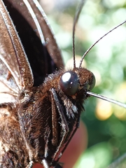 Papilio garamas garamas