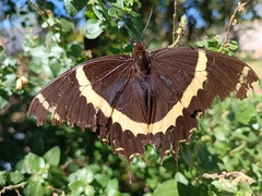 Papilio garamas garamas