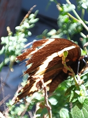 Papilio garamas garamas