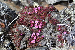 Androsace ochotensis