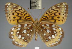 Speyeria cybele pseudocarpenteri