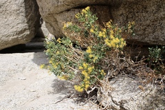 Ericameria cuneata spathulata