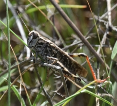 Calliptamus plebeius