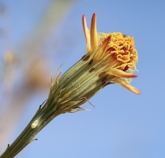 Adenophyllum cooperi