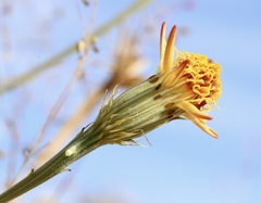 Adenophyllum cooperi