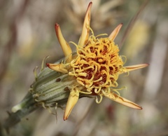 Adenophyllum cooperi