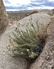 Heterotheca joshuana