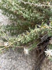 Heterotheca joshuana