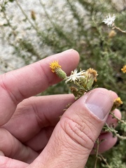 Heterotheca joshuana