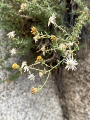 Heterotheca joshuana