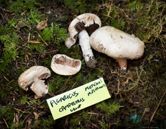 Agaricus campestris