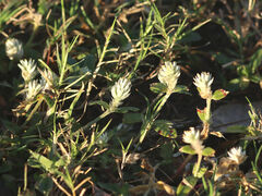Gomphrena serrata