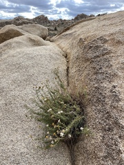 Heterotheca joshuana