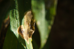 Agromyzidae