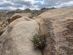 Heterotheca joshuana