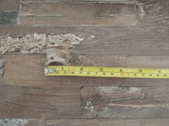 Odocoileus virginianus