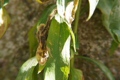 Agromyzidae