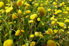 Lasiospermum pedunculare