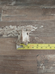 Odocoileus virginianus