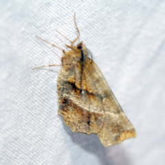 Selenia dentaria