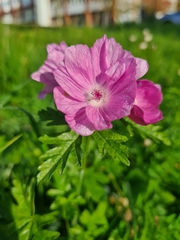 Malva