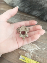 Odocoileus virginianus