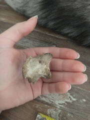 Odocoileus virginianus