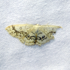 Cyclophora annularia