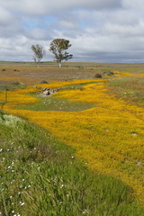 Lasiospermum pedunculare