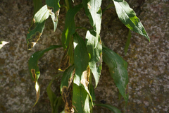 Agromyzidae