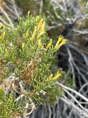 Ericameria cooperi