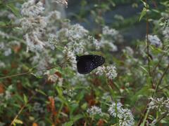 Euploea mulciber barsine
