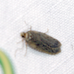 Hofmannophila pseudospretella