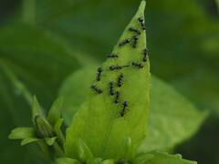 Dolichoderus thoracicus