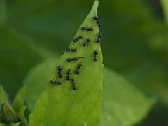 Dolichoderus thoracicus