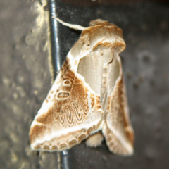 Habrosyne pyritoides