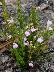 Justicia sarothroides