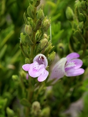 Justicia sarothroides