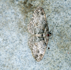 Paradarisa consonaria