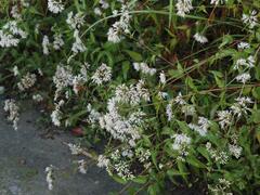 Eupatorium tashiroi