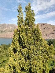 Austrocedrus chilensis