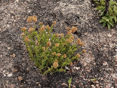 Chromolaena revoluta