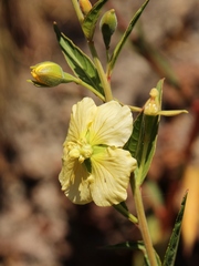 Ludwigia nervosa