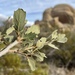 Quercus dumosa - Photo (c) Morgan Stickrod, some rights reserved (CC BY-NC), uploaded by Morgan Stickrod