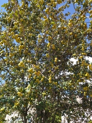 Crataegus mexicana