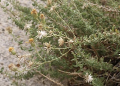 Heterotheca joshuana