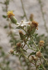 Heterotheca joshuana